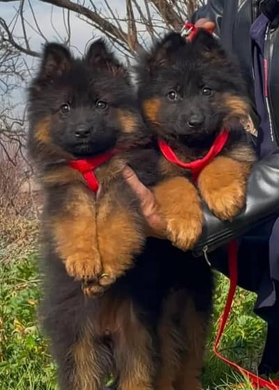 German shepherd puppy