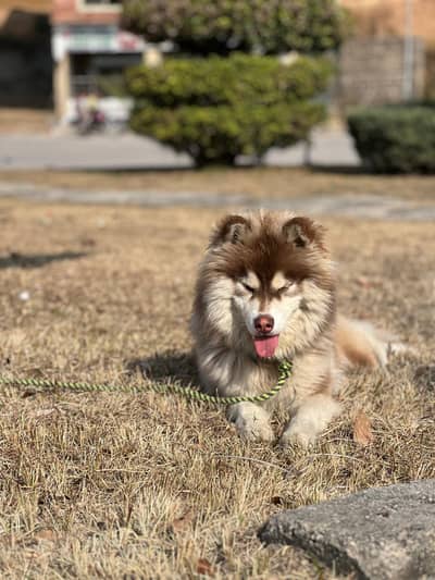 whooly Coat Siberian Husky