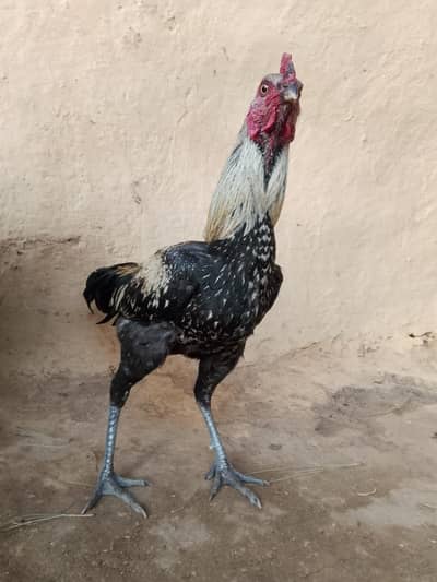 مرغا برائے فروخت