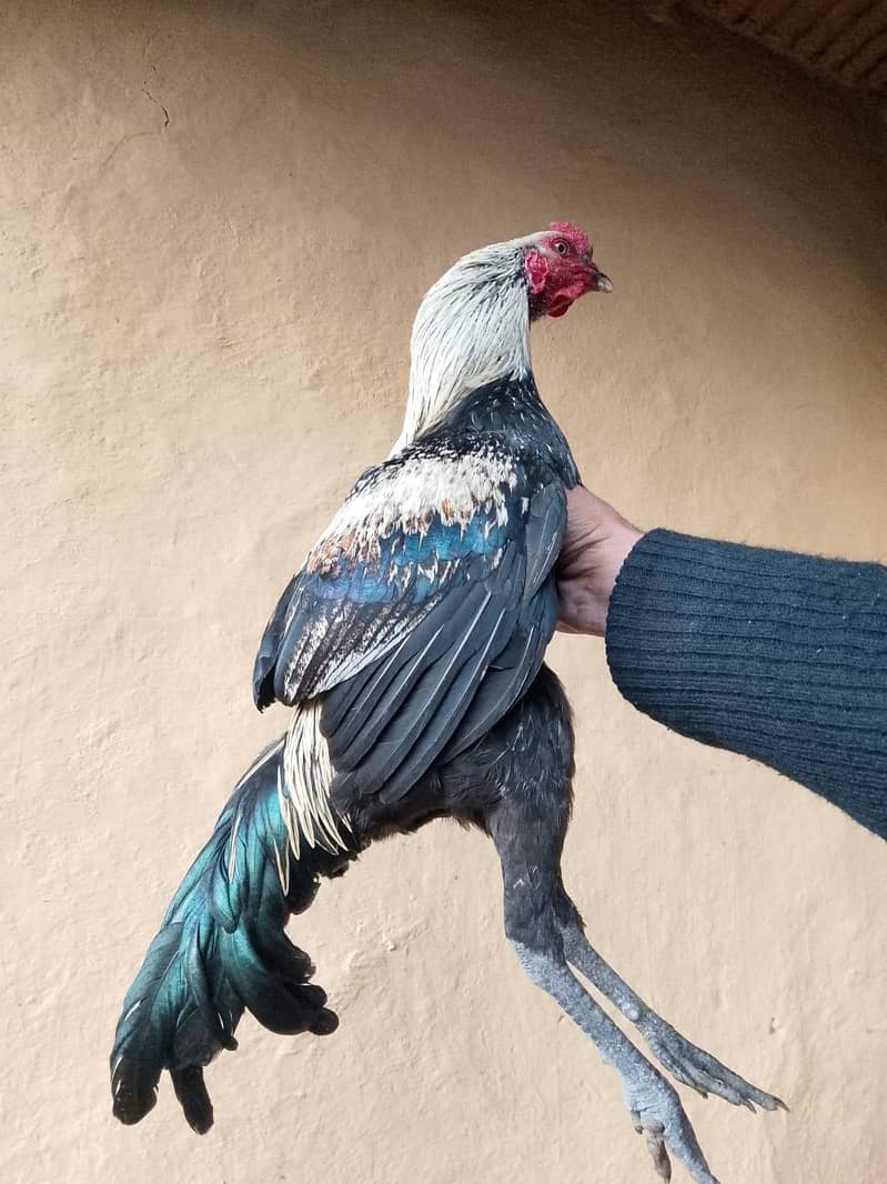 مرغا برائے فروخت 1