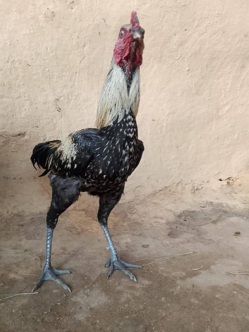 مرغا برائے فروخت 2