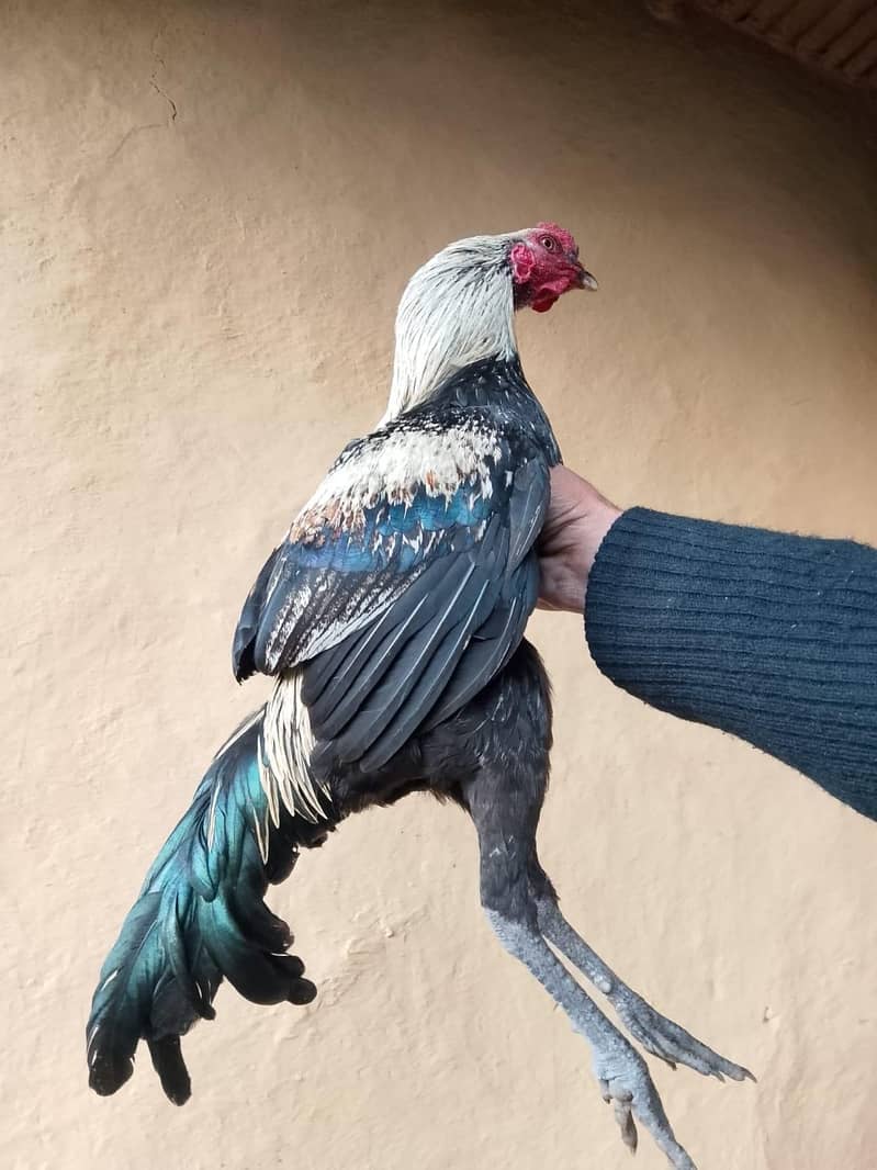 مرغا برائے فروخت 3