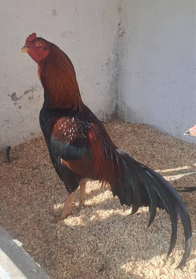 High Quality Pure Mianwali Aseel