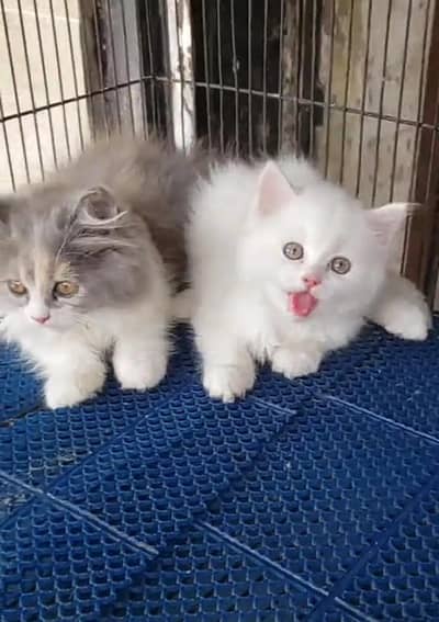 Persian Cat. Kittens for Sale may WhatsApp 03126762031