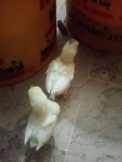 Heera/ Paper White/ Aseel/ Chicks/ Hera