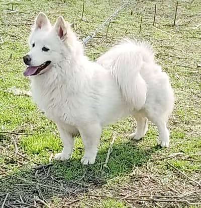 are send dog male age 10 man for sale