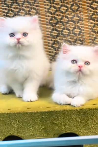 Cat | kitty | Persian | kittens | low Price OƷˇ3O6O58O16 ⁠ωätsp