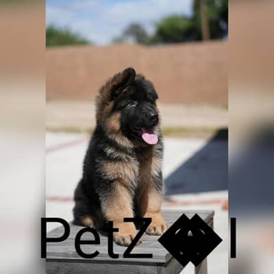 German shepherd male puppies