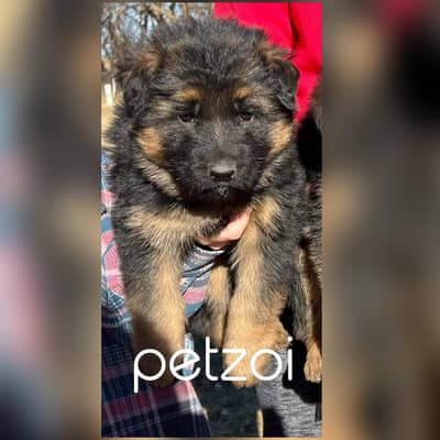 German shepherd male puppy