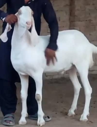 Desi betal Bakra for sale contact WhatsApp 03,,23,21,54,780
