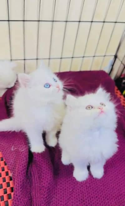 Persian Cat. Kittens for Sale may WhatsApp 03126762031