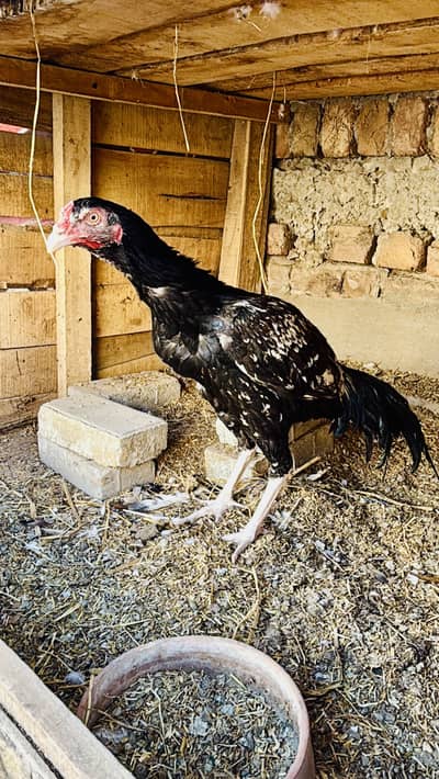 Sawaa patha for sale