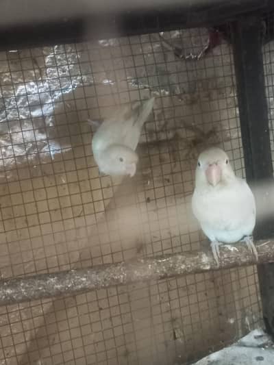 albino black eyes split ino   breeder pair