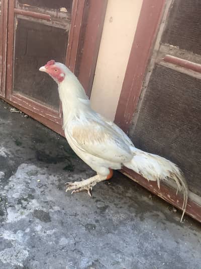 White Heera Aseel for sale, Price 5500