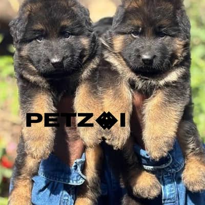 German shepherd male puppies for sale