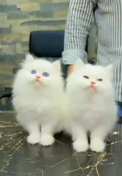 Persian Cat. Kittens for Sale may WhatsApp 03126762031