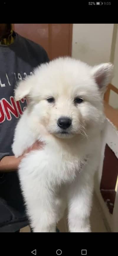 Siberian white husky  wooly coat puppy