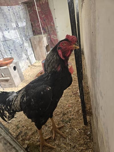 pure Shamoo male black colour