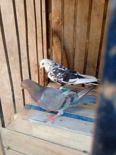 pegions 500 ka 1 total 6 hen