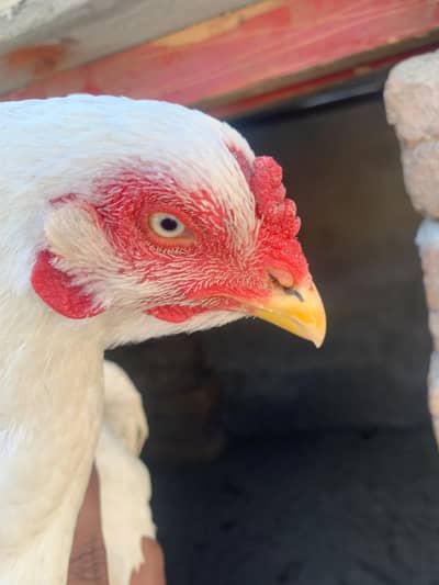 High Quality Paper White Aseel Hen