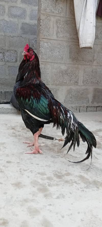 Mianwali Young male  F/T black