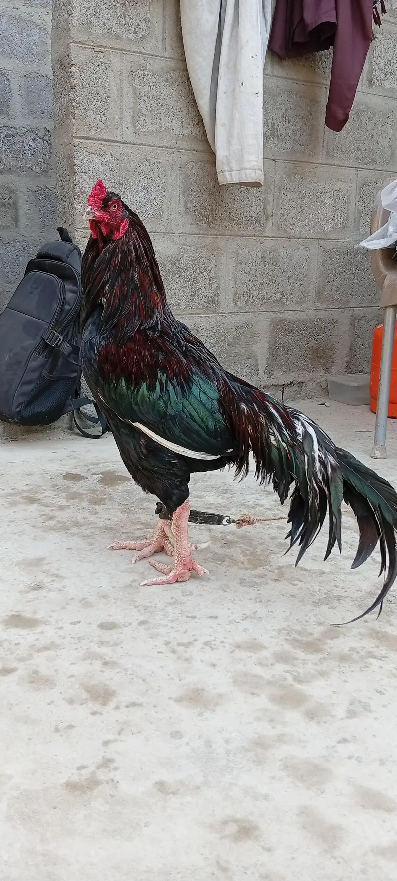 Mianwali Young male  F/T black — photo 2