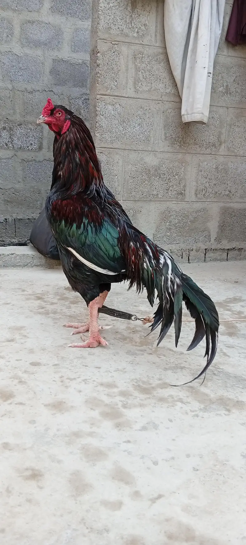 Mianwali Young male  F/T black — photo 3