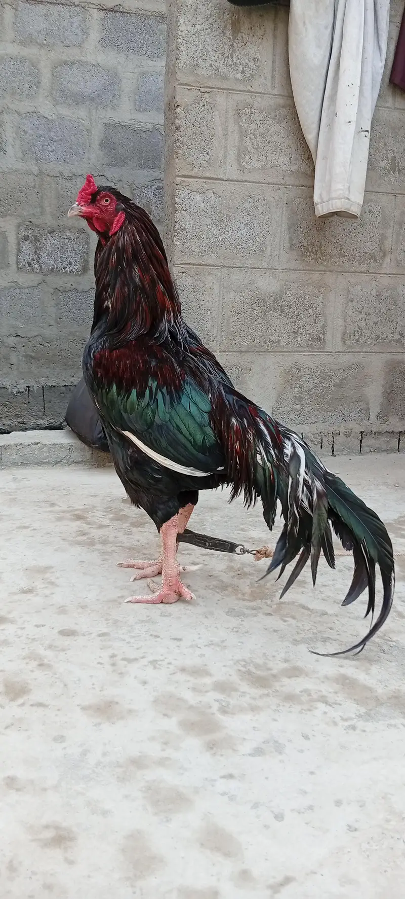 Mianwali Young male  F/T black — photo 4