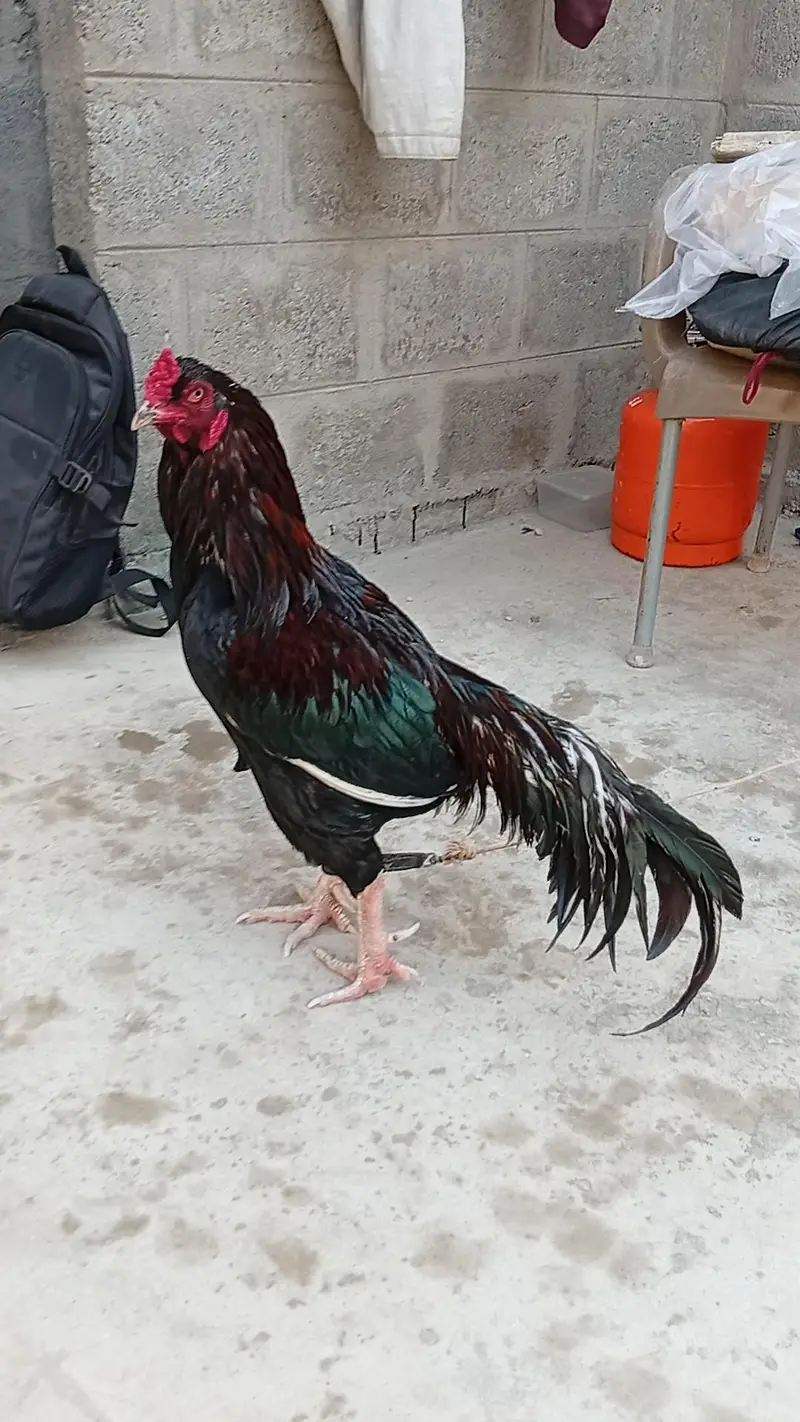 Mianwali Young male  F/T black — photo 5
