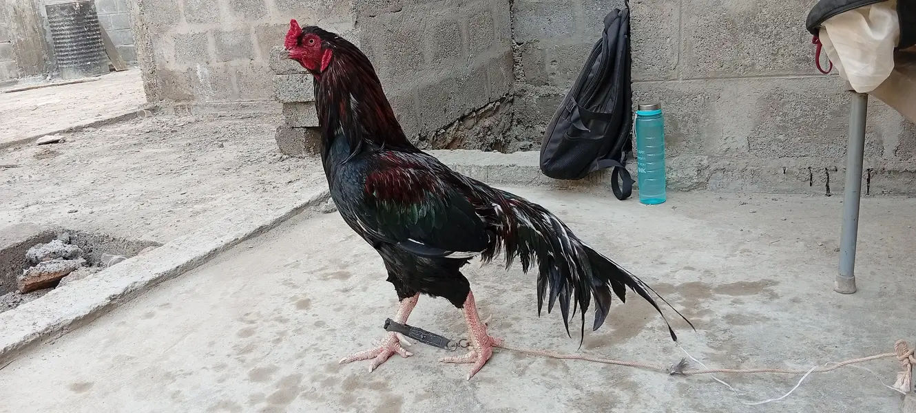 Mianwali Young male  F/T black — photo 6