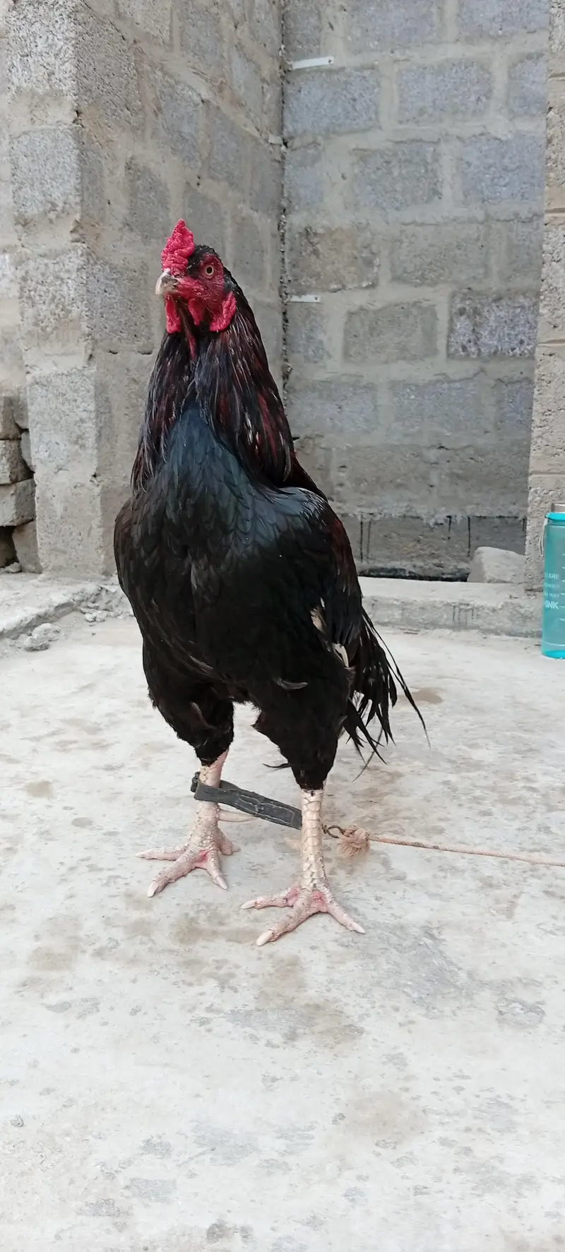 Mianwali Young male  F/T black — photo 7