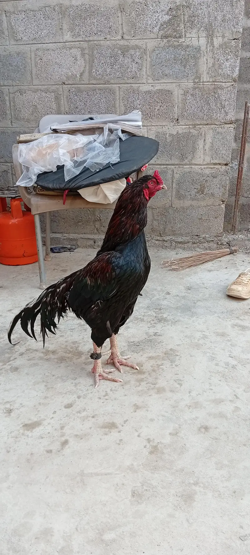 Mianwali Young male  F/T black — photo 8