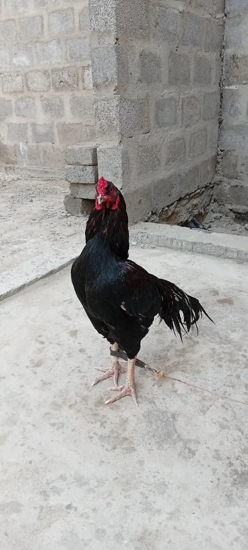 Mianwali Young male  F/T black — photo 9