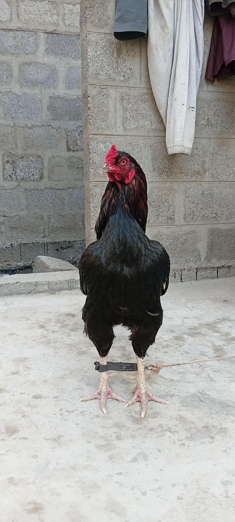 Mianwali Young male  F/T black — photo 10