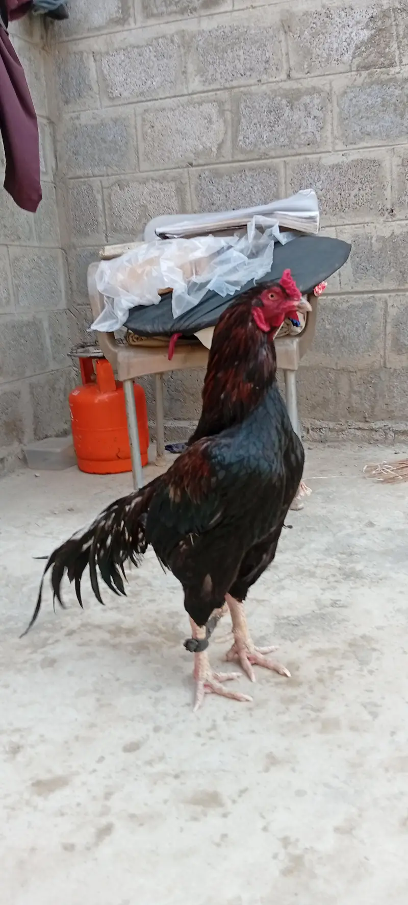 Mianwali Young male  F/T black — photo 11