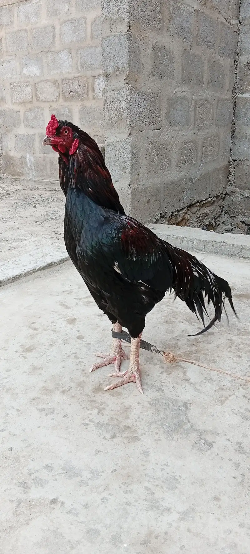 Mianwali Young male  F/T black — photo 12