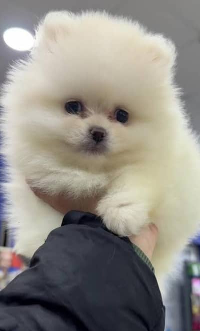Pomeranian puppies 03425655411