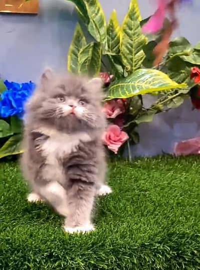 Persian Cat. Kittens for Sale may WhatsApp 03126762031