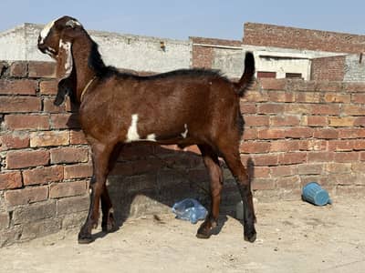 Beetal Breeder Bakra
