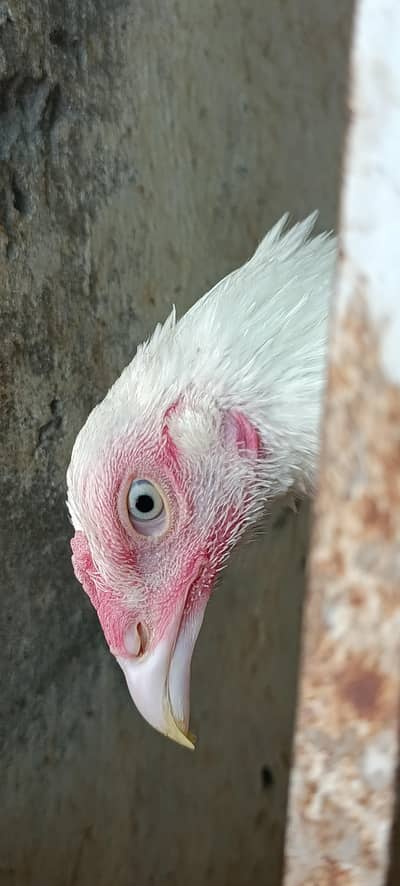 paper white heera aseel chiks {high quality}