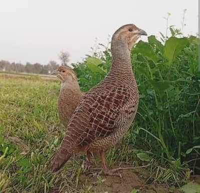 Dakhni Irani teetr male and female