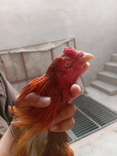 0. . . . 3. . . . . 0. . . . . 8. . . . . 7. . . . . 0. . . . . 8. . . . . 8. . . . . 8. . . . . . 1. . . . . . . 5