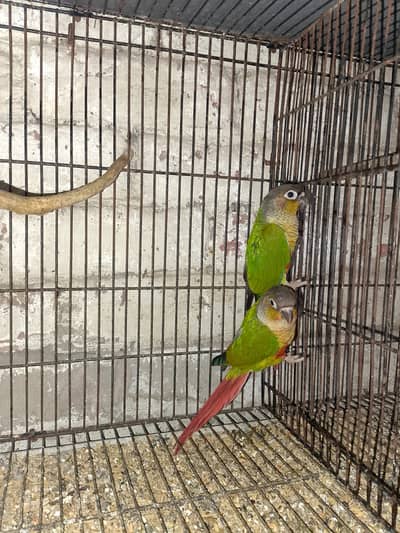 Green cheek conure self pathay