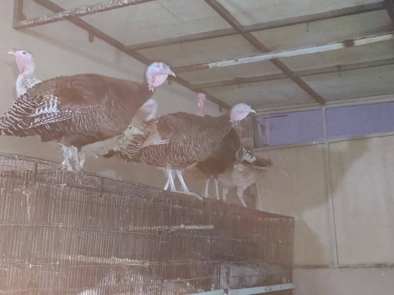 Turkeys 5