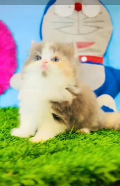 Persian Cat. Kittens for Sale may WhatsApp 03126762031