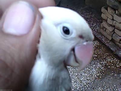 parror lover 03441567770