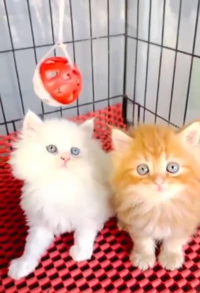 Persian Cat. Kittens for Sale may WhatsApp 03126762031