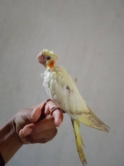 Cocktail Chick for Sale – Healthy & Active