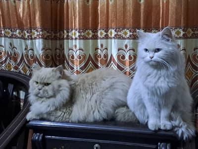 Persian Pair Whatsapp 03349096679