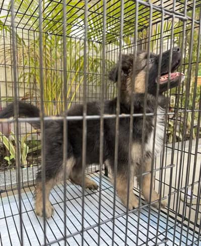 pink pedigree German shepherd